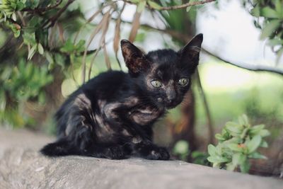 Portrait of black cat sitting on wall