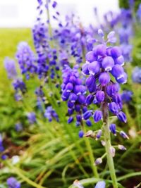 Close-up of purple lavender flowers