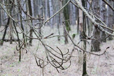 Close-up of bare tree in forest during winter