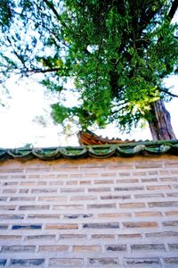 Low angle view of traditional tree