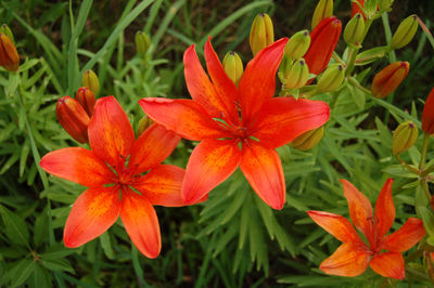 Close-up of orange day lily blooming outdoors