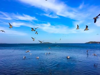 Seagulls flying over sea against blue sky