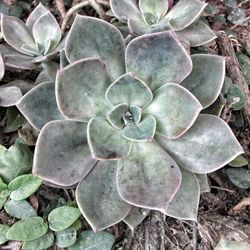 Close-up of prickly pear cactus