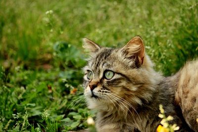 Close-up of a cat looking away