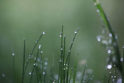 Close-up of water drops on grass