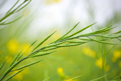 Green mustard pods growing at agriculture field