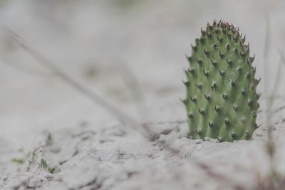 Close-up of cactus growing on field