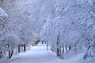 Snow covered trees against sky