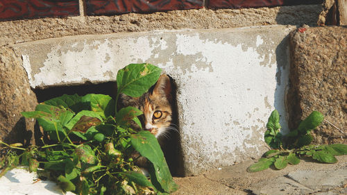 Portrait of cat amidst plants