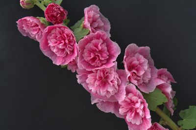 Close-up of pink rose against black background