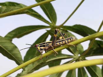 Close-up of insect on plant