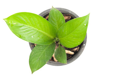 High angle view of potted plant against white background