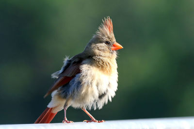 Close-up of bird perching on railing