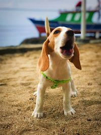 Dog looking away on field