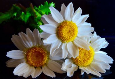 Close-up of daisy flower