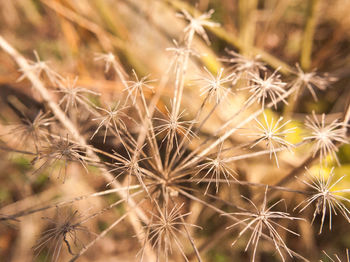 Close-up of dandelion on plant