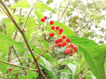 Close-up of red berries on tree