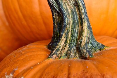 Close-up of pumpkin