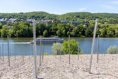 Plants by river against sky