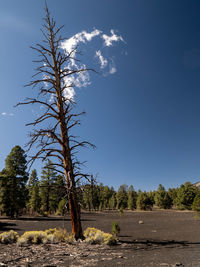 Trees on field against sky