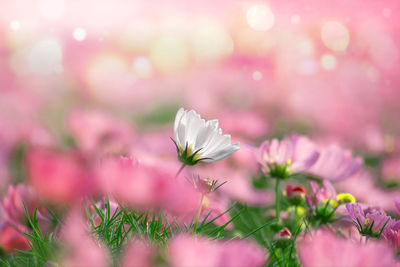 Close-up of pink flowering plants on field