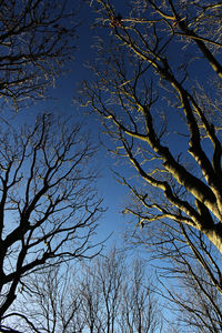 Low angle view of bare tree against clear sky