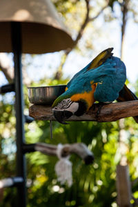 Blue and gold macaw bird ara ararauna perches in captivity in florida