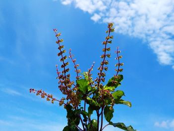 Low angle view of flowering plant against blue sky