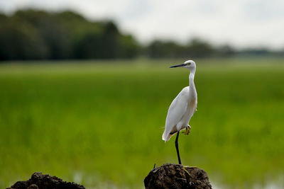 Close-up of bird perching on pole against blurred background
