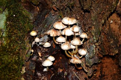 Close-up of mushrooms growing on tree trunk in forest