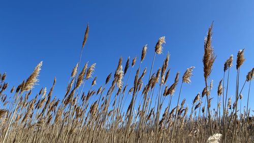 Low angle view of stalks against blue sky