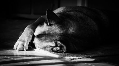 Close-up of a dog sleeping on floor at home