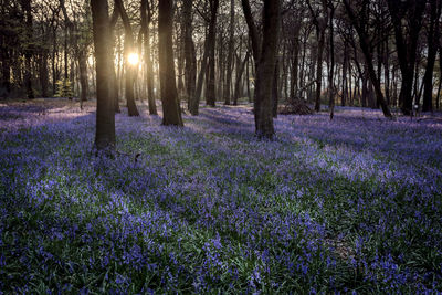 Trees in forest