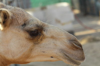 Close-up of a dog looking away