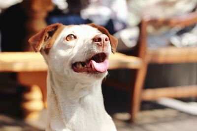 Close-up of a dog looking away