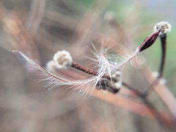 Close-up of dandelion flower