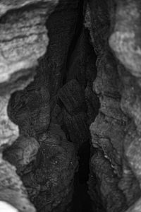 Full frame shot of tree trunk rock