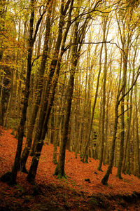 Trees in forest during autumn