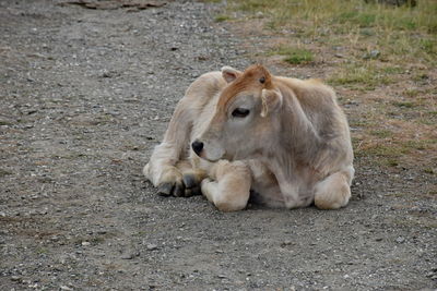 Calf resting on a road