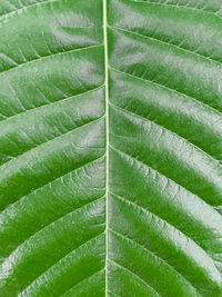 Full frame shot of green leaves