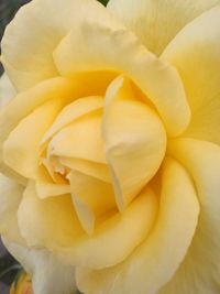 Full frame shot of yellow flower