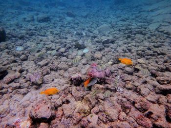 View of fishes swimming in sea