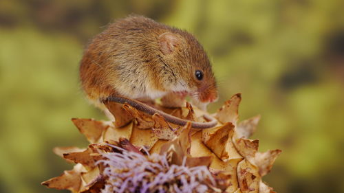Close-up of squirrel on leaf