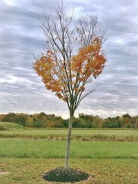 Tree on field against sky