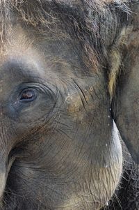 Close-up of elephant