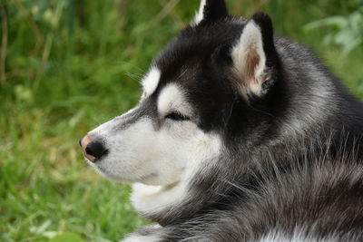 Close-up of dog