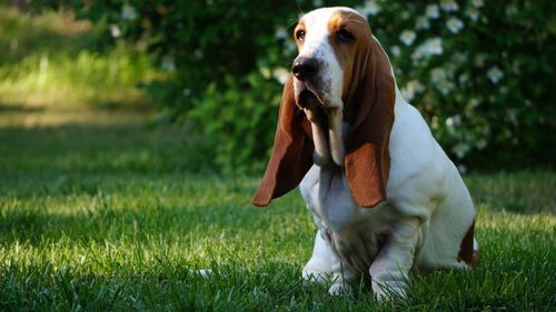 Close-up of dog on field