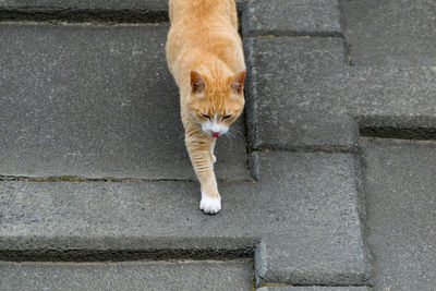 Portrait of cat sitting on street