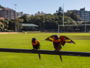 Two birds perching on a metal