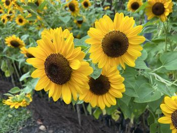 Close-up of sunflower